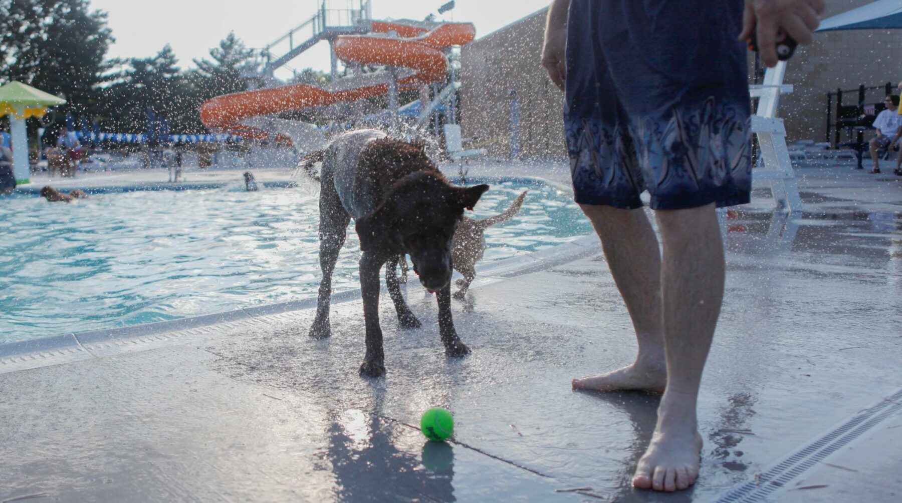 Dog with tennis ball and human near swimming pool